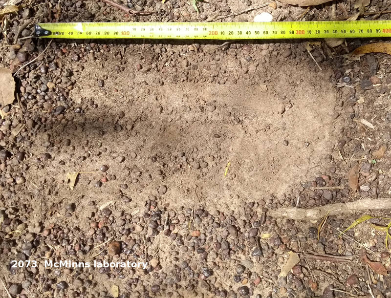 photograph of ferrous nodular lag
      soil at McMinns